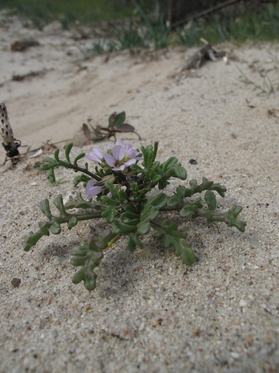 Cakile maritima